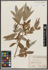 Foto von Salix alba L.